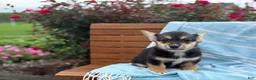 Welsh Corgi Pembroke dogs for sale: Josie - Ad 17