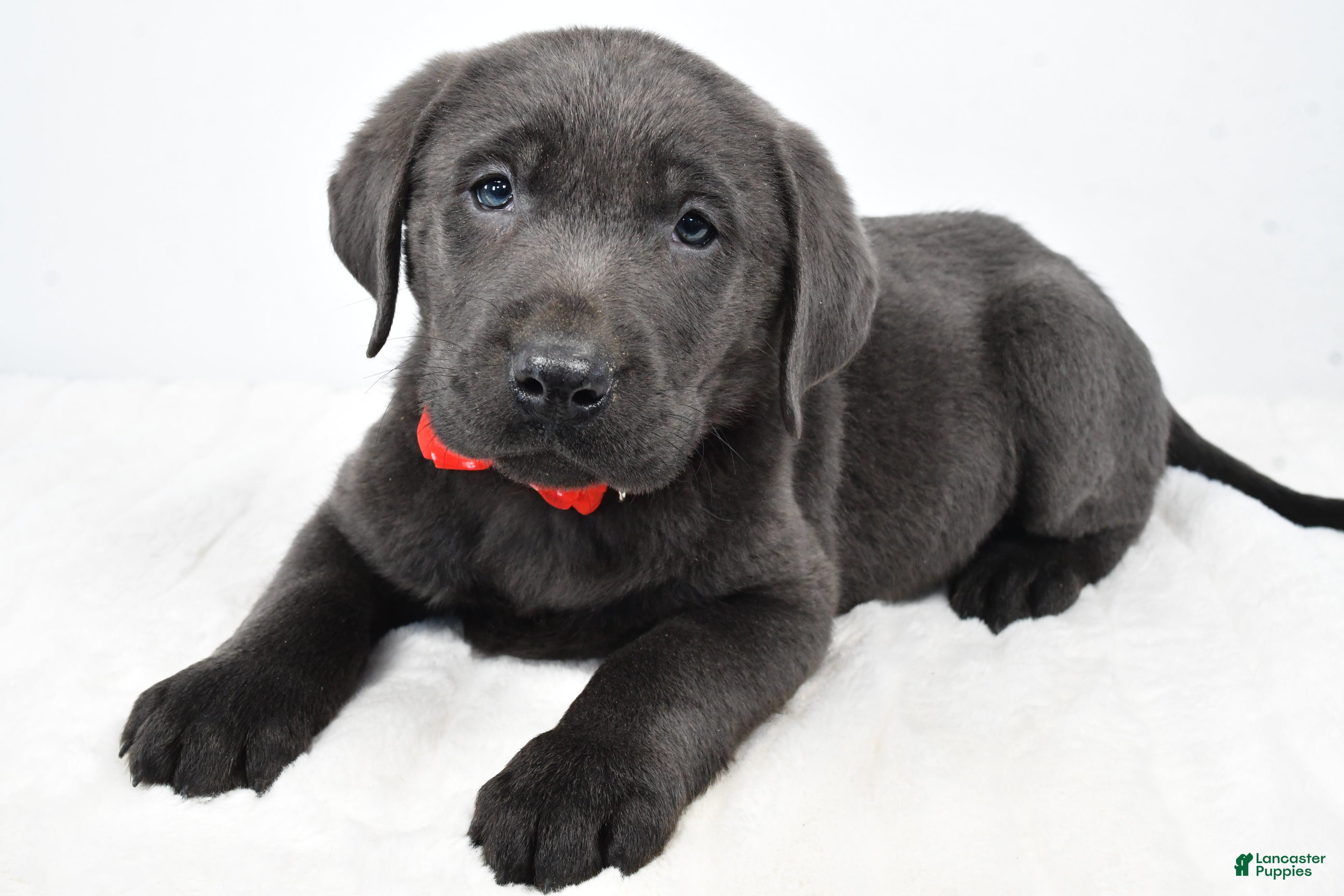 Labrador Retriever dogs Ritz - Ad 17