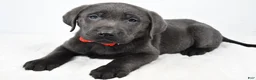 Labrador Retriever dogs for sale: Ritz - Ad 1