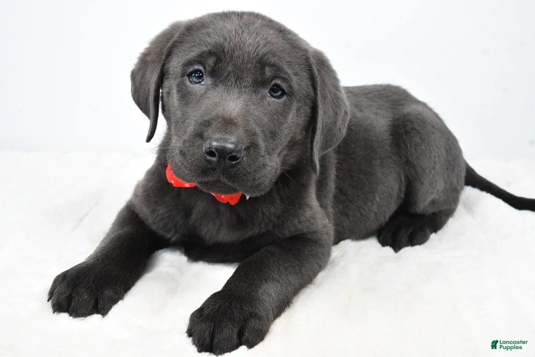 Labrador Retriever dogs for sale: Ritz - Ad 1