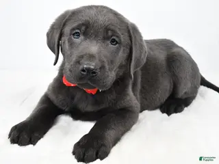 Labrador Retriever dogs Ritz - Ad 17