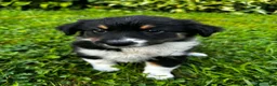 Australian Shepherd dogs for sale: Rosie - Ad 3