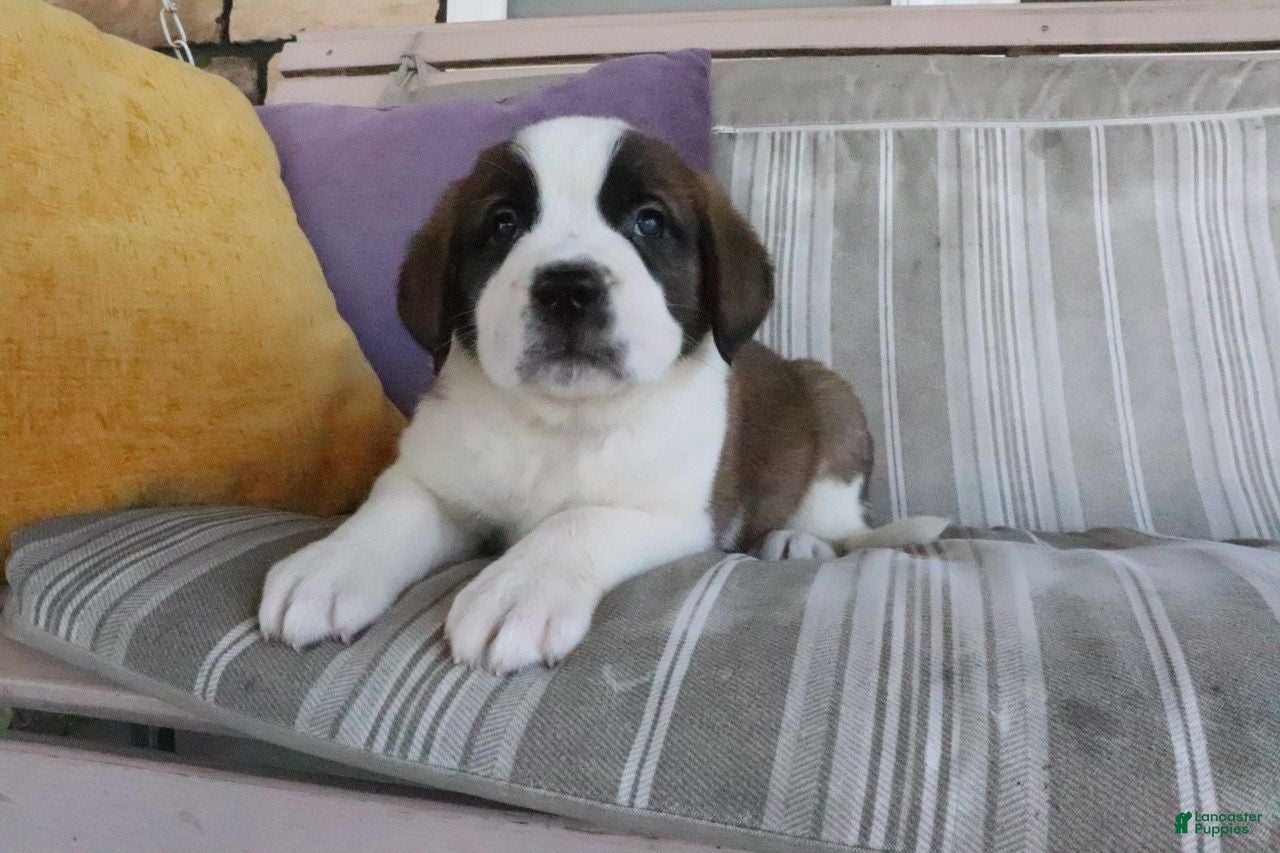 Saint Bernard dogs Mel  - Ad 1