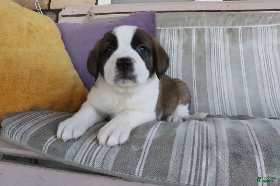 Saint Bernard dogs for sale: Mel  - Ad 1