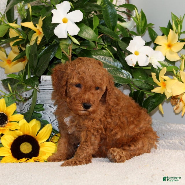 Mini Goldendoodle dogs for sale: Vlad - Ad 5