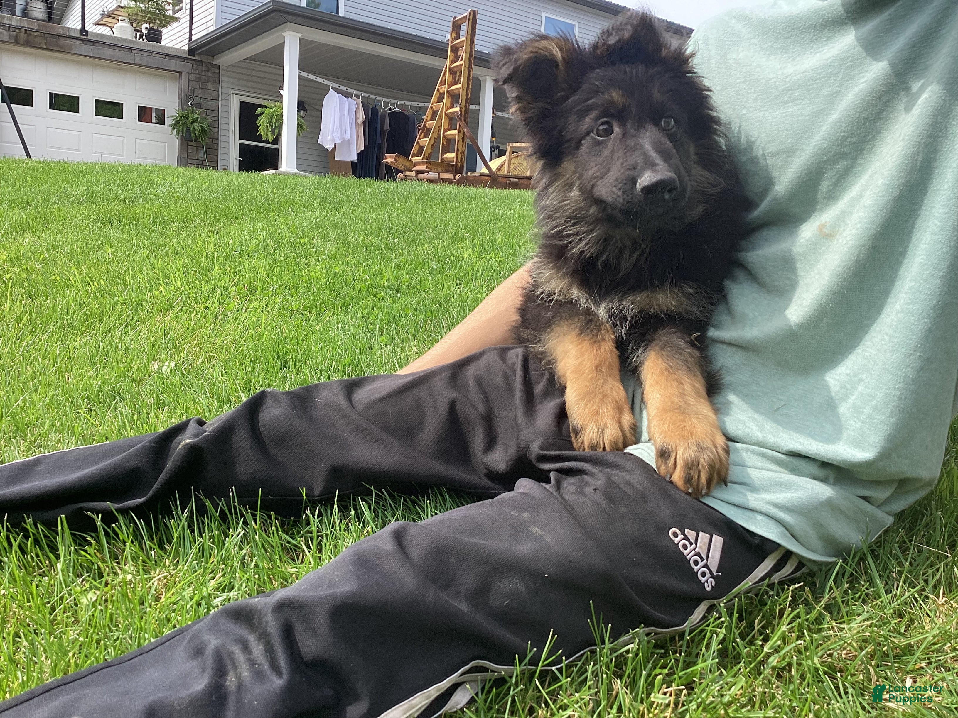German Shepherd dogs Dominic  - Ad 1