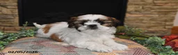 Shih Tzu dogs for sale: Pearl - Ad 2
