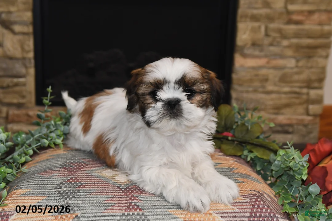 Shih Tzu dogs for sale: Pearl - Ad 2