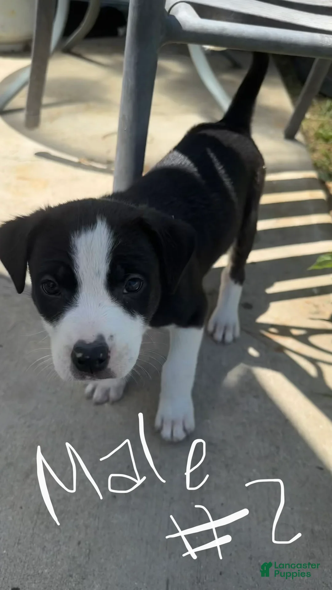 Mixed Breed dogs for sale: Male 2 - Ad 1