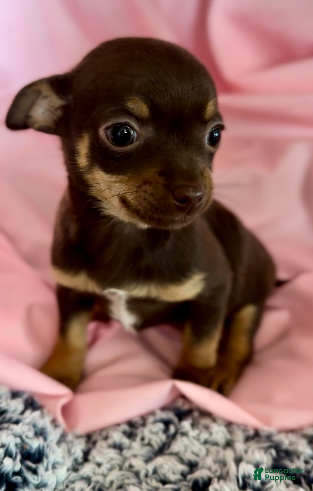 Chihuahua dogs for sale: Chihuahua Puppy 1 - Ad 2