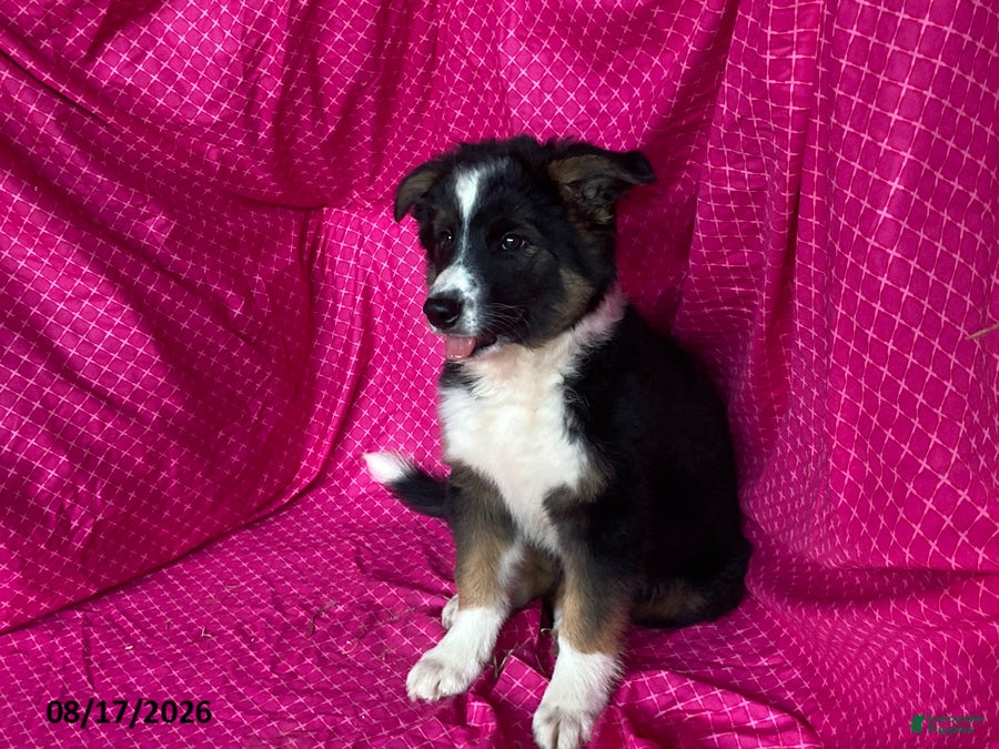 Mixed Breed dogs Mocha - Ad 7