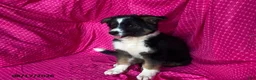 Mixed Breed dogs for sale: Mocha - Ad 1