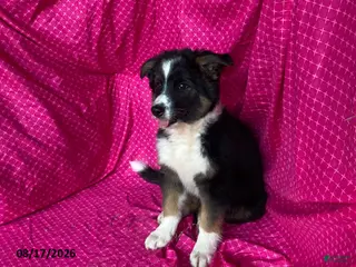 Mixed Breed dogs Mocha - Ad 7