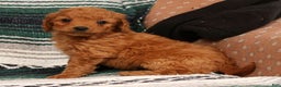 Mini Goldendoodle dogs for sale: Josie - Ad 6