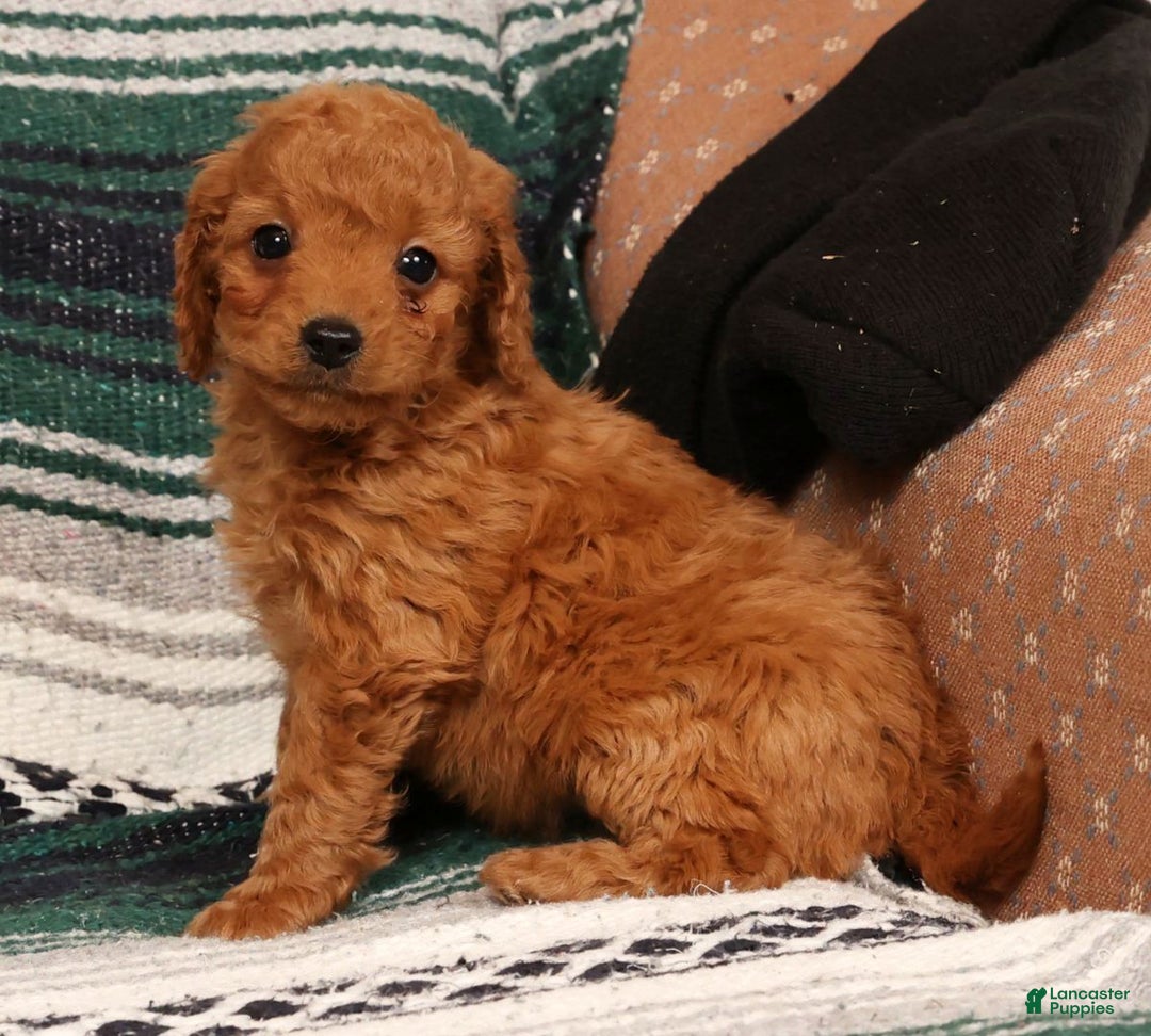 Mini Goldendoodle dogs for sale: Josie - Ad 6