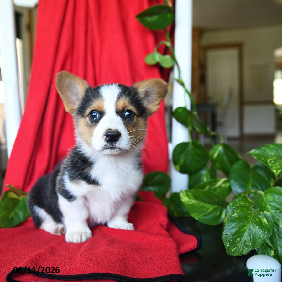 Welsh Corgi Pembroke dogs Cluster - Ad 1