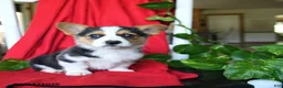 Welsh Corgi Pembroke dogs for sale: Cluster - Ad 1