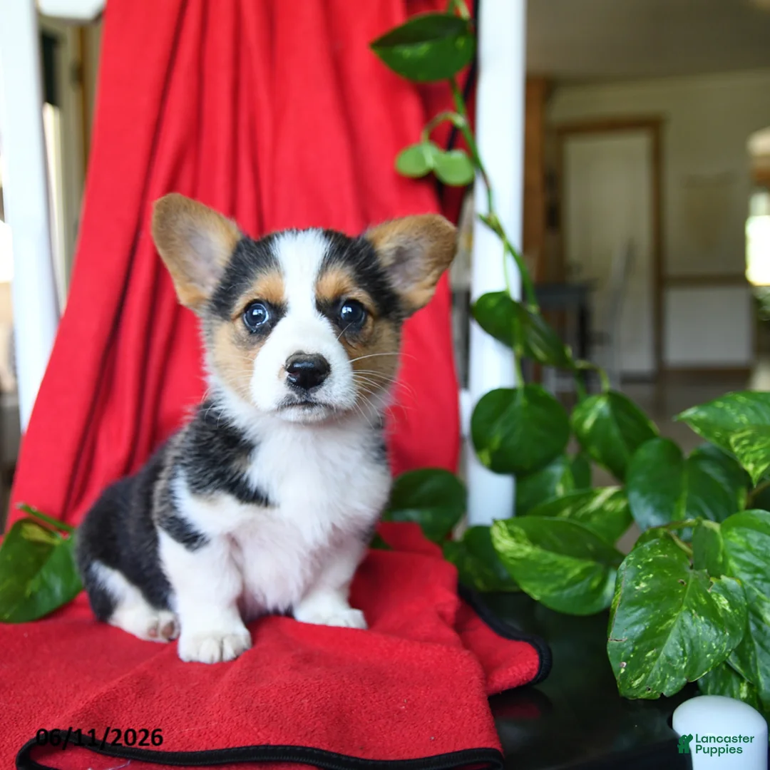Welsh Corgi Pembroke dogs for sale: Cluster - Ad 1