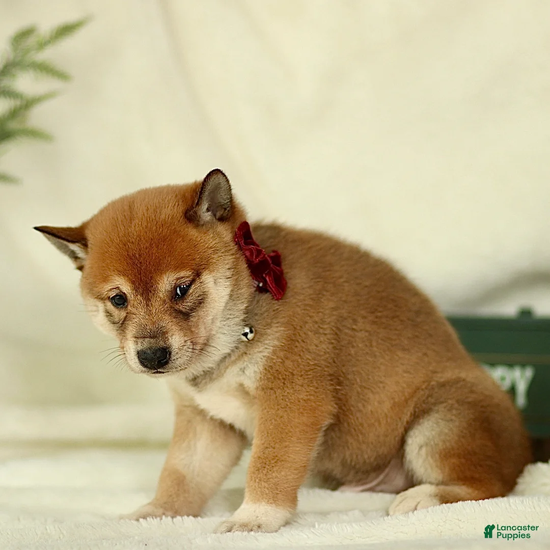 Shiba Inu dogs for sale: Bandit - Ad 3
