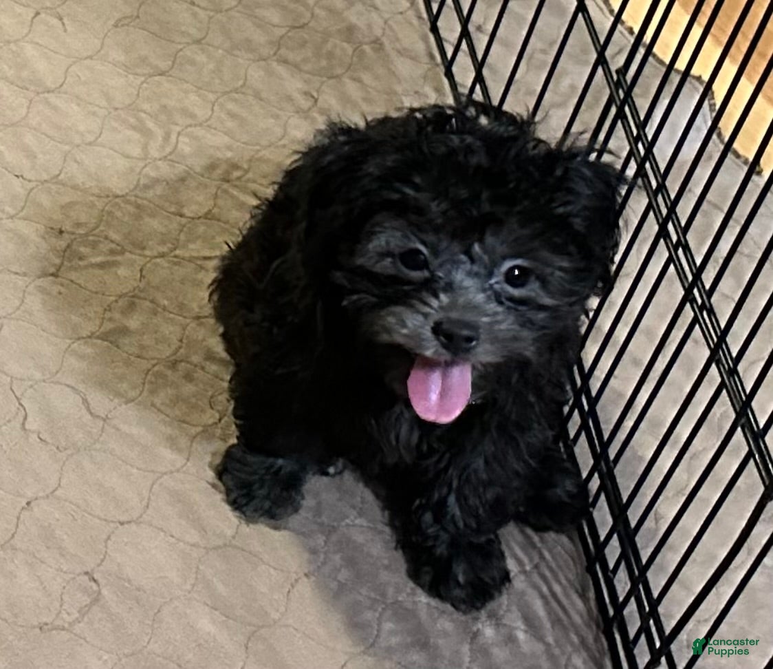 Shihpoo dogs Shihpoo 2 - Ad 19