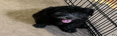 Shihpoo 2