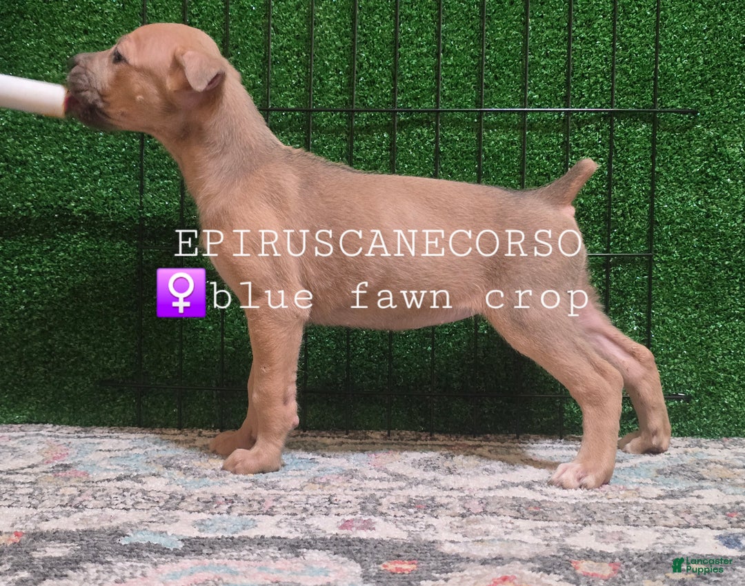 Cane Corso dogs for sale: Female cane corso ears and tails done - Ad 2