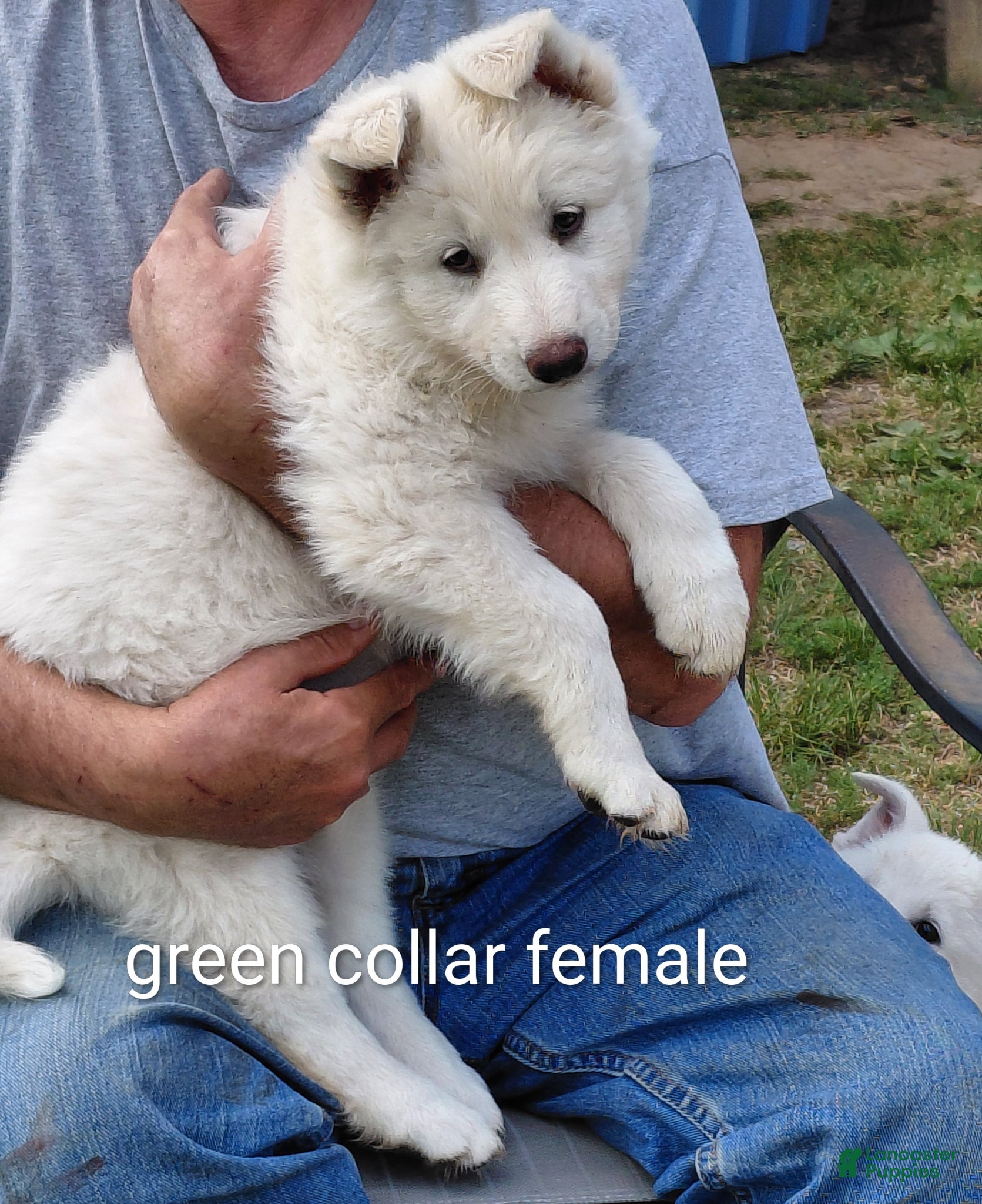 German Shepherd dogs German Shepherd Puppy 3 - Ad 1