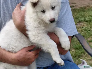 German Shepherd dogs for sale: German Shepherd Puppy 3 - Ad 4