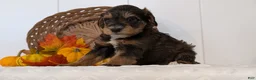 Schnoodle dogs for sale: Rocco - Ad 10