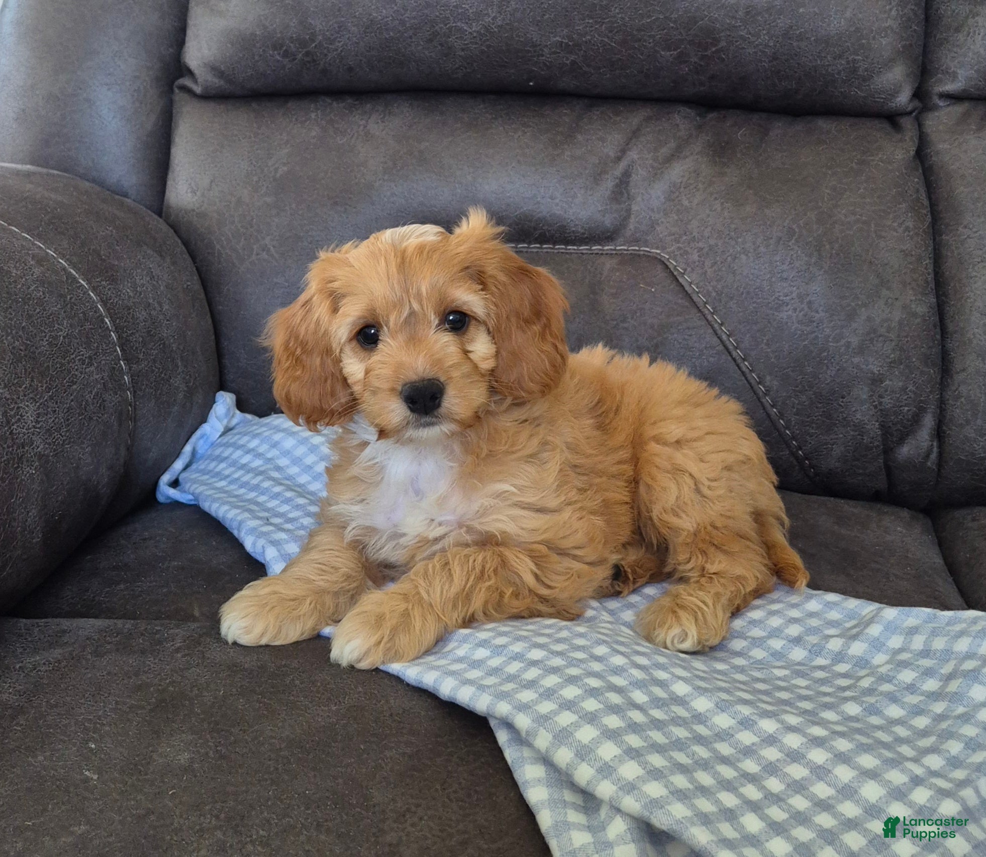 Cockapoo dogs Joey - Ad 1