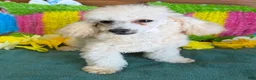 Toy Poodle dogs for sale: Newton - Ad 3