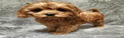 Cavapoo dogs for sale: Hershey - Ad 40