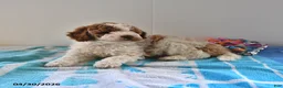 Mini Goldendoodle dogs for sale: Sassy - Ad 5