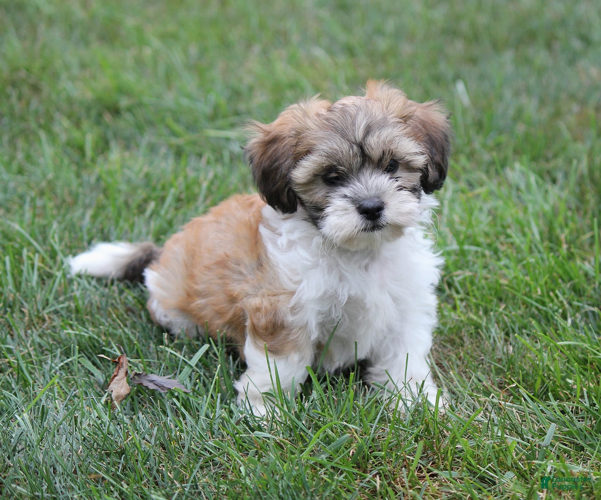 Shih Tzu Bichon Puppy Dog Teddy Bear Teddy Bear Mini Shih Poo