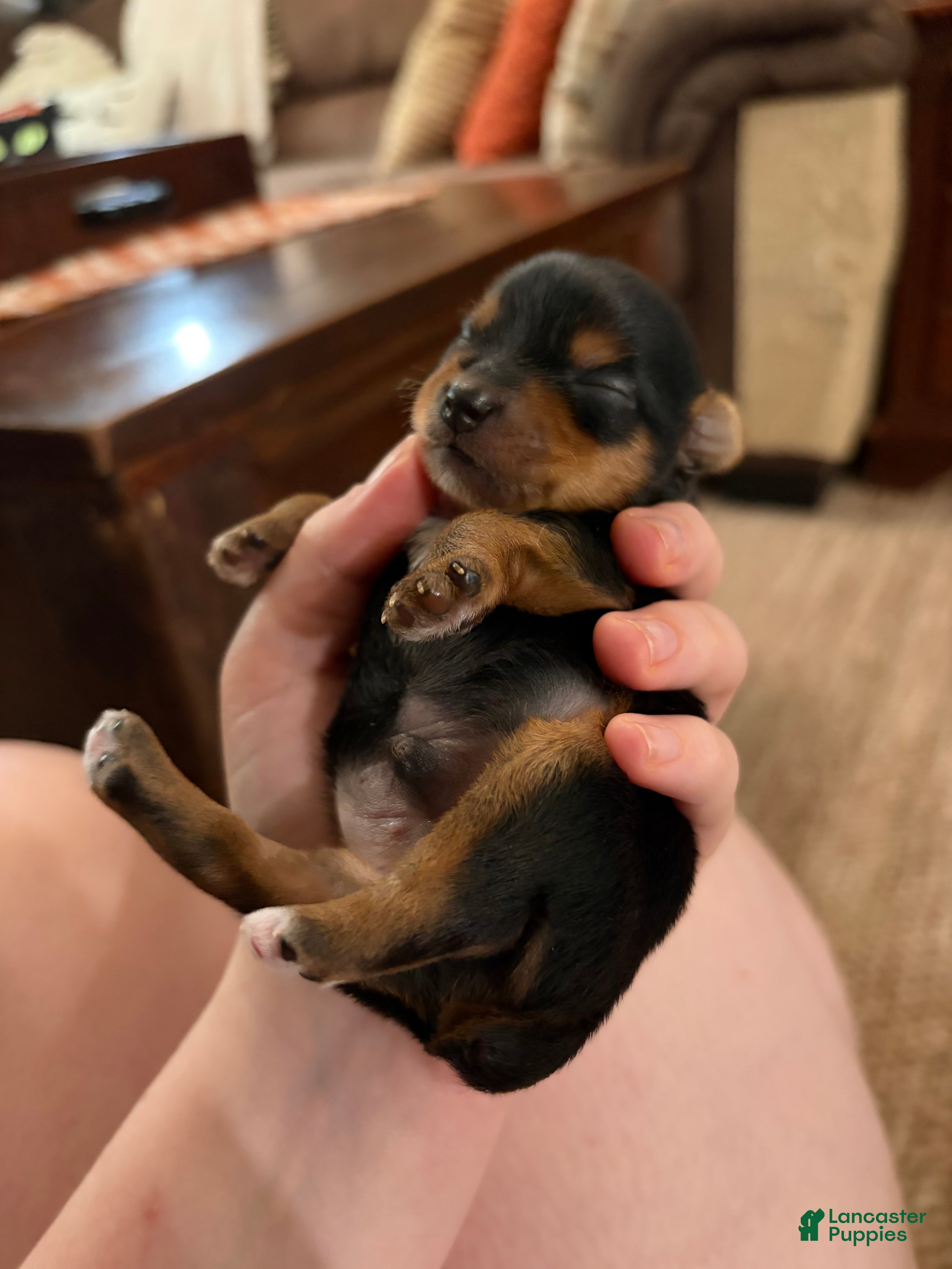 Yorkshire Terrier dogs Yorkshire Terrier Male Puppy - Ad 6