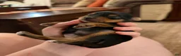 Yorkshire Terrier dogs for sale: Yorkshire Terrier Male Puppy - Ad 1
