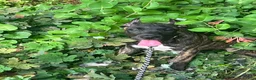 Presa Canario dogs for sale:  1 - Ad 2