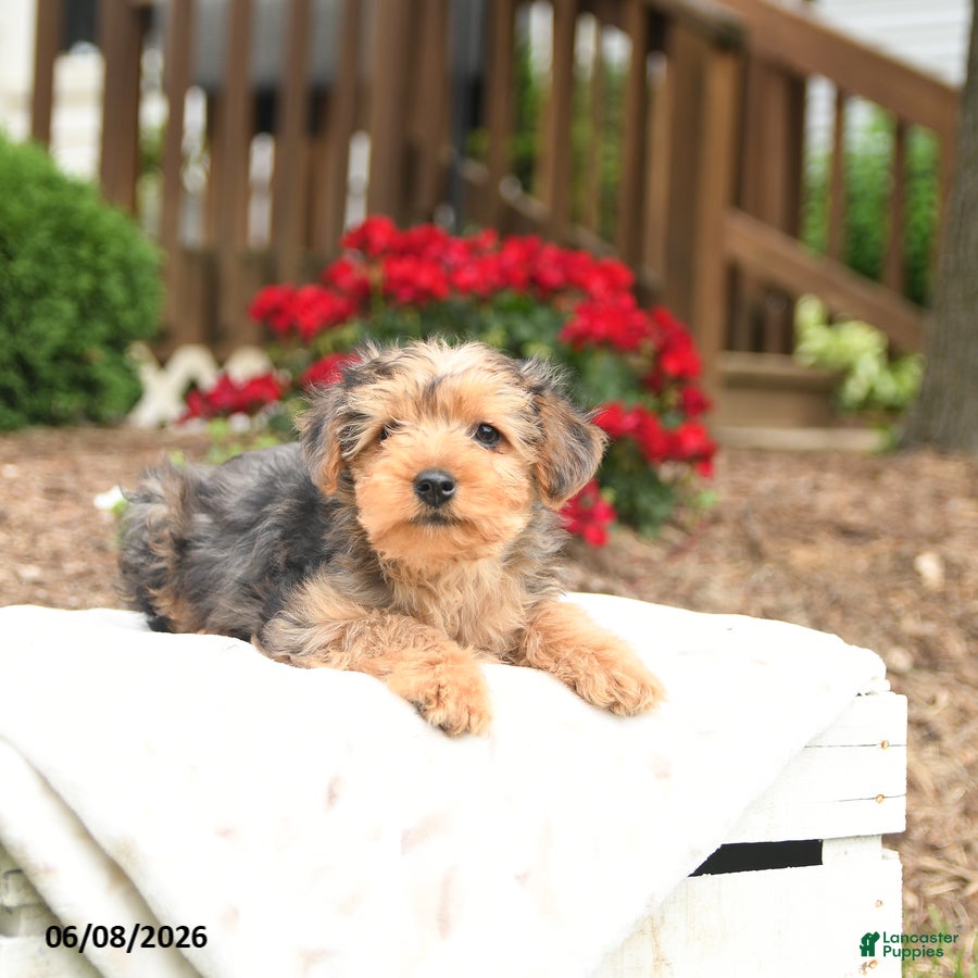 Yorkiepoo dogs Riley - Ad 2