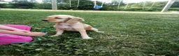 Cocker Spaniel dogs for sale: Frankie - Ad 7