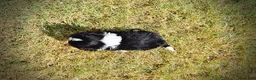 Havapoo dogs for sale: Kibbles - Ad 9