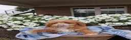 Cavapoo dogs for sale: Scotty  - Ad 4