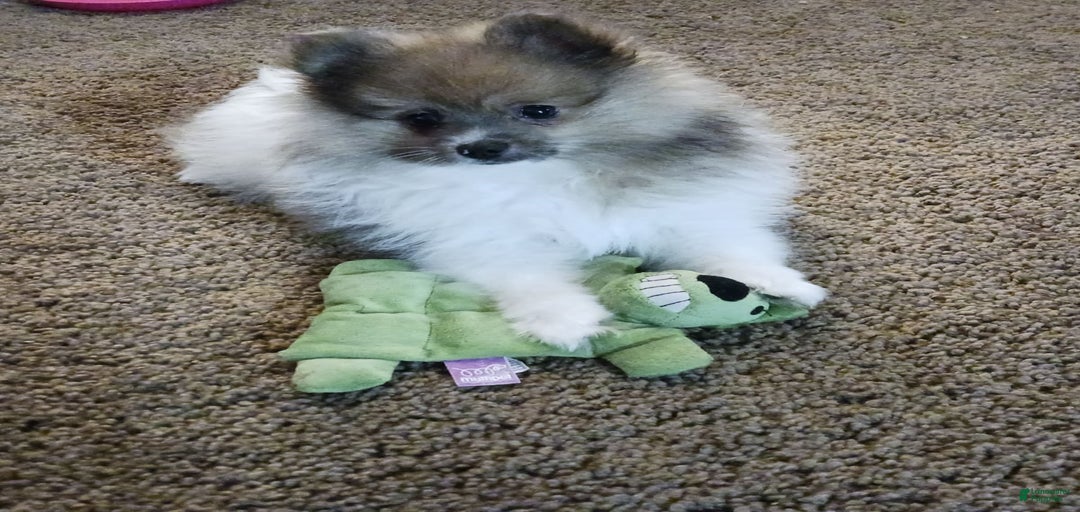 Gallery Image {{count}}