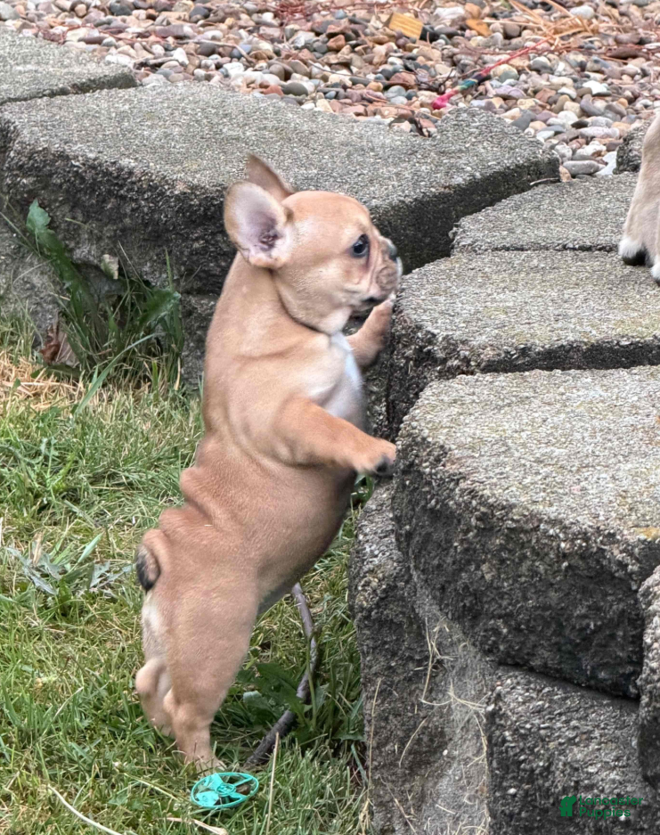 French Bulldog dogs Georgia - Ad 1