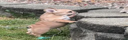 French Bulldog dogs for sale: Georgia - Ad 3