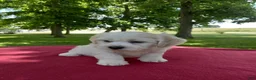 Teddy Bear dogs for sale: Oliver - Ad 3