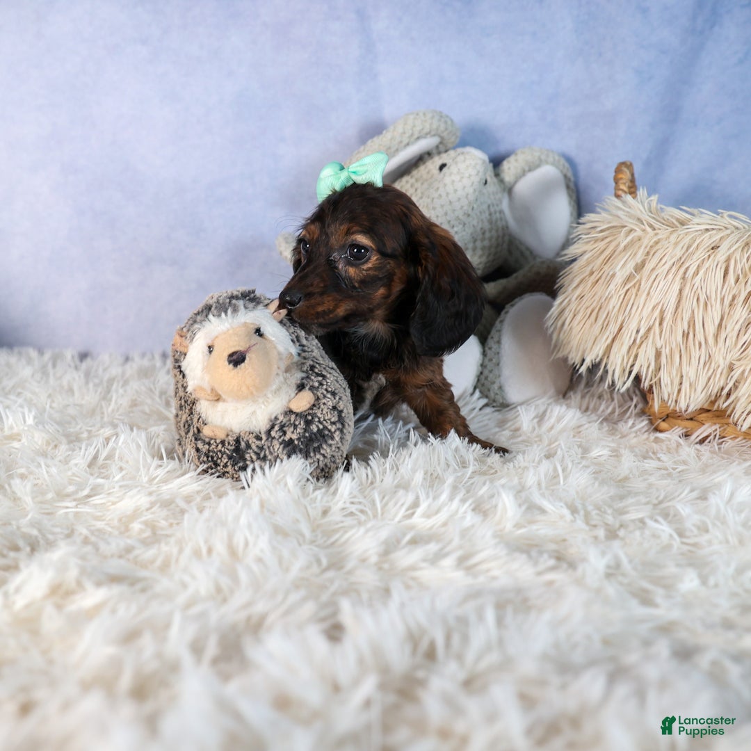 Miniature Dachshund dogs for sale: Cleo - Ad 33