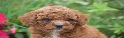 Miniature Poodle dogs for sale: Lewis - Ad 4