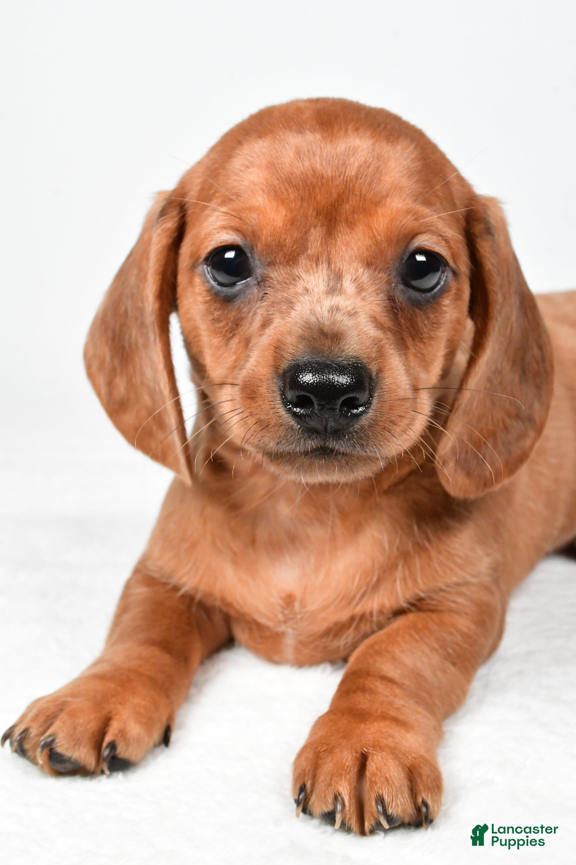 Dachshund dogs Dallas - Ad 1
