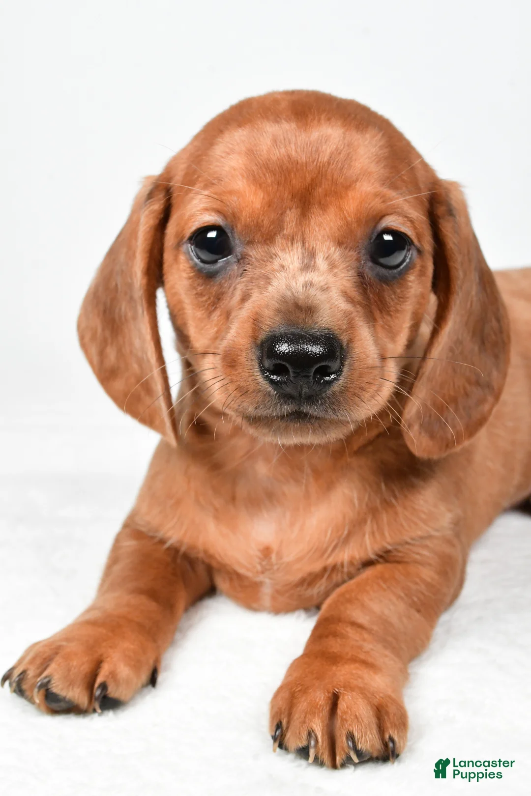 Dachshund dogs for sale: Dallas - Ad 1