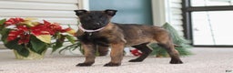 Belgian Malinois dogs for sale: Pumpkin - Ad 7